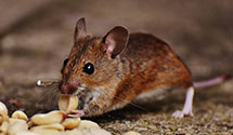 24 Hour & Emergency Exterminators in Footsville, NC